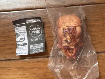 생물대도감 사슴벌레 10 오오쿠와가타 번데기 피규어 가챠 가샤폰