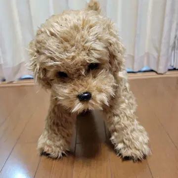 니니아 앤 키노