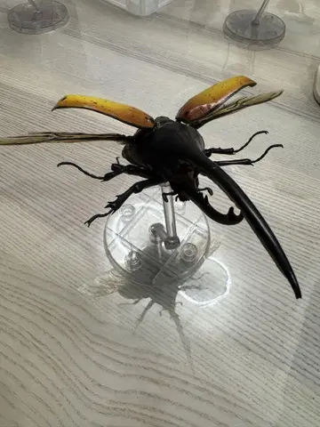 생물대도감 어드밴스 헤라클레스 에콰토리아누스