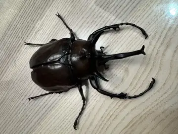 생물대도감 어드밴스 마르스 코끼리장수풍뎅이