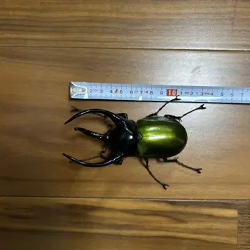 반다이 장수풍뎅이 피규어 약 10cm 아틀라스 오오카부토