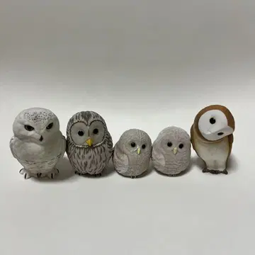 테노리 프렌즈 올빼미 5체 세트