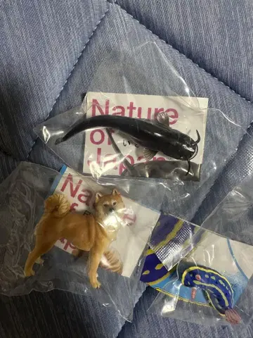 일본의 생물 시바견 비와코 왕메기 푸른바다민달팽이