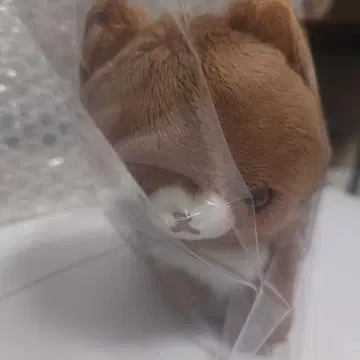 리락쿠마 코코아 캣 봉제 인형