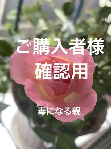 독이 되는 부모 수잔 포워드 저