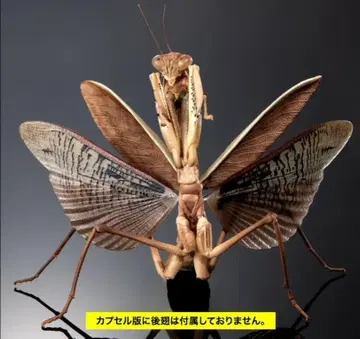온라인판 큰사마귀 갈색 생물대도감 사마귀 메뚜기