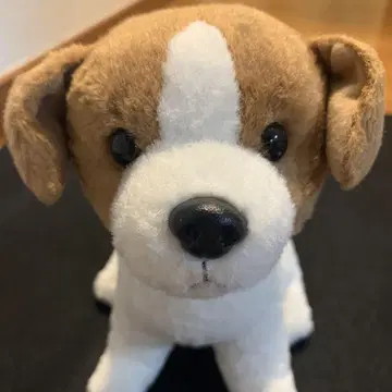 BowwowPet 컬렉션 스타차일드 강아지 앉아