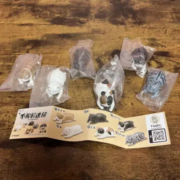 불복 전진 고양이 컴플리트
