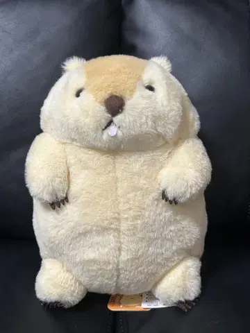 마모트 모토토 마모트의 더더 봉제 인형
