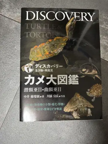 디스커버리 거북 대도감