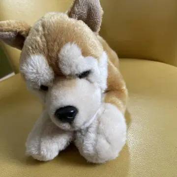레갈로 REGALO 봉제 인형 시바견