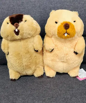 마모트의 모토토 모아 more JB 봉제 인형 2종 세트 야마모토