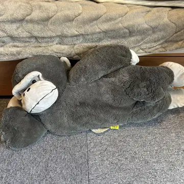 우호호 고릴라의 고리군 뒹굴뒹굴