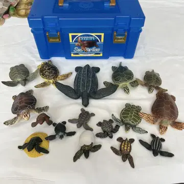 카롤라타 바다거북 sea turtles
