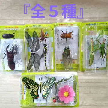곤충 피규어 곤충 사이언스 컴플리트