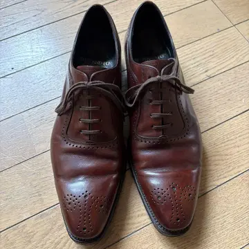 리걸 셔틀랜드 폭스