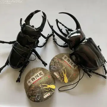 생물대도감 리얼 가부토 사슴벌레 2종 세트