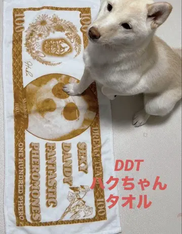 [ 미개봉품 ] DDT 프로레슬링 시바견 하쿠 선수 타월