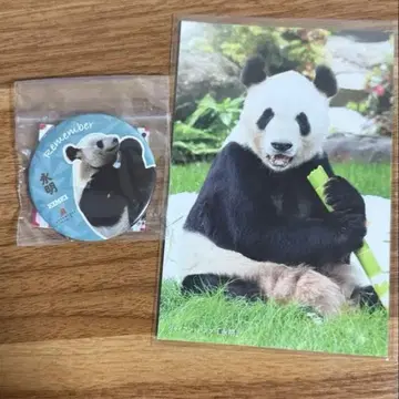 어드벤처 월드 팬더 영명 캔뱃지 엽서