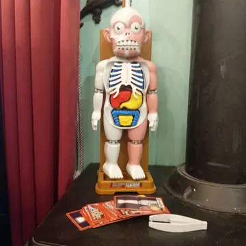 컬러풀 인체 모형 완구