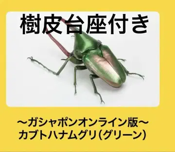 생물대도감 딱정벌레09 카부토하나구리(그린) 온라인판