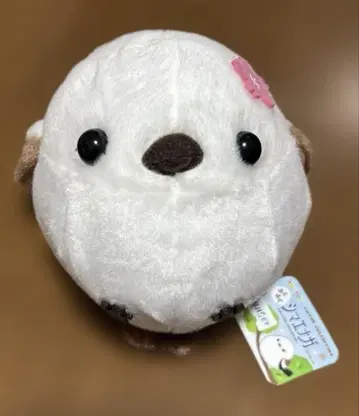 미사용 새상품 홋카이도 미야 후쿠후쿠 시마연가 ST 벚꽃 시마에