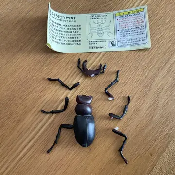 초코Q 미쿠라사슴벌레