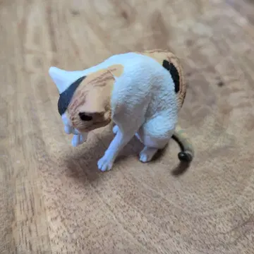 모리구치 슈의 고양이 삼색 고양이