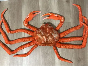 해산물 시장 겨울의 미각! 게 봉제 인형