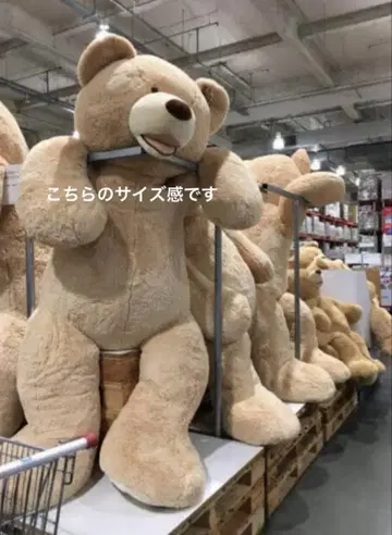 12/15까지 가격 인하 중! 코스트코 곰 봉제 인형 236cm