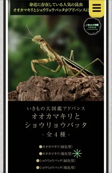 생물대도감 어드밴스 큰사마귀 (갈색) 2마리