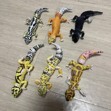 생물대도감 도마뱀 가챠 프라이스 6체 세트