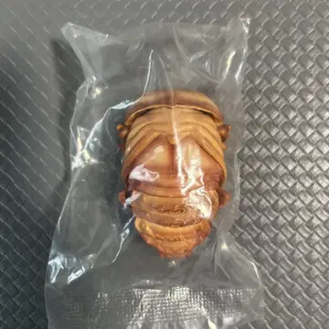 생물대도감10 오오쿠와가타 번데기