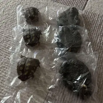 아메후쿠라가에루 양서류 02