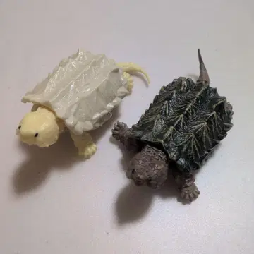 생물대도감 거북이 x 2