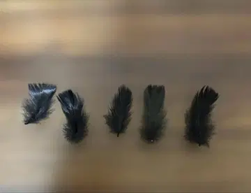 나니와단시 봉봉 보야주 낙하물 깃털 5장 세트
