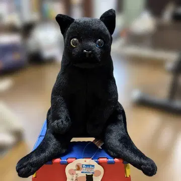 스와치 ZOO 냥코 오드아이 검은 고양이 봉제 인형 완전 재현 스코좌