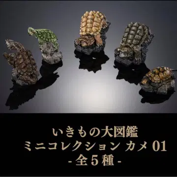 새상품 생물대도감 미니 컬렉션 거북 01 전 종류 세트