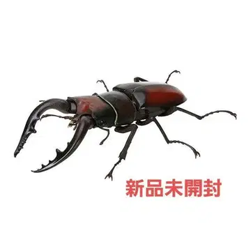 톱사슴벌레 본토 갈색 생물대도감 사슴벌레 06 미개봉 새상품