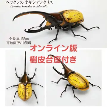 생물대도감 딱정벌레 09 헤라클레스 옥시덴탈리스 온라인판 1