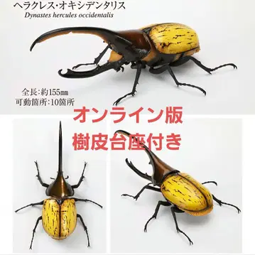생물대도감 투구벌레 09 헤라클레스 옥시덴탈리스 온라인판 3