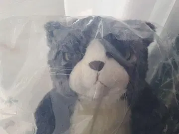 카도리 고양이 칸타