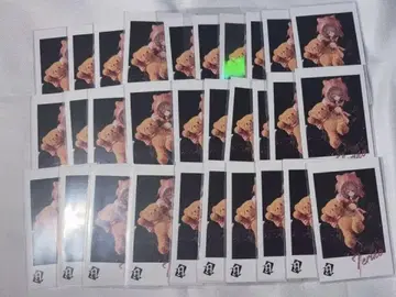 테루토 군 포토 카드