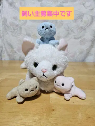 고양이 임신했어요