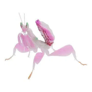 하나사마귀 (핑크) 생물대도감 사마귀 03 곤충 생물 가챠