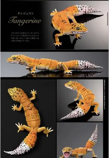 생물대도감 레오파드 탱그린