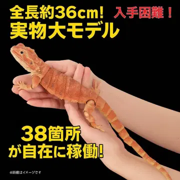생물대도감 프리미엄 비어디드래곤 레드 초레어 파충류 비어디드래곤