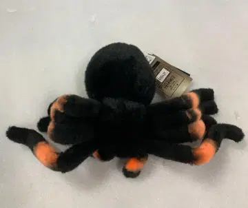 미사용 HANSA 타란툴라 오렌지니 30cm BH6558