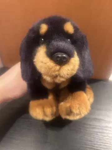 REGALO 닥스훈트 봉제 인형