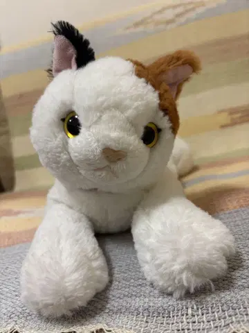 무릎 고양이 삼색 고양이